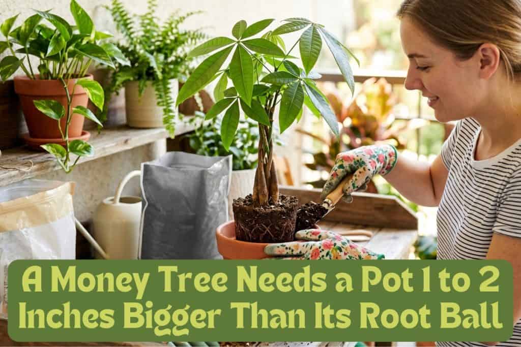 how to choose money tree pot and soil