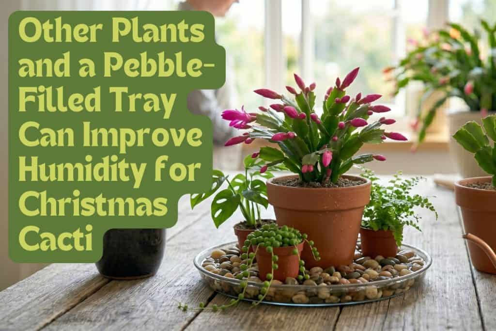 christmas cacti humidity and airflow
