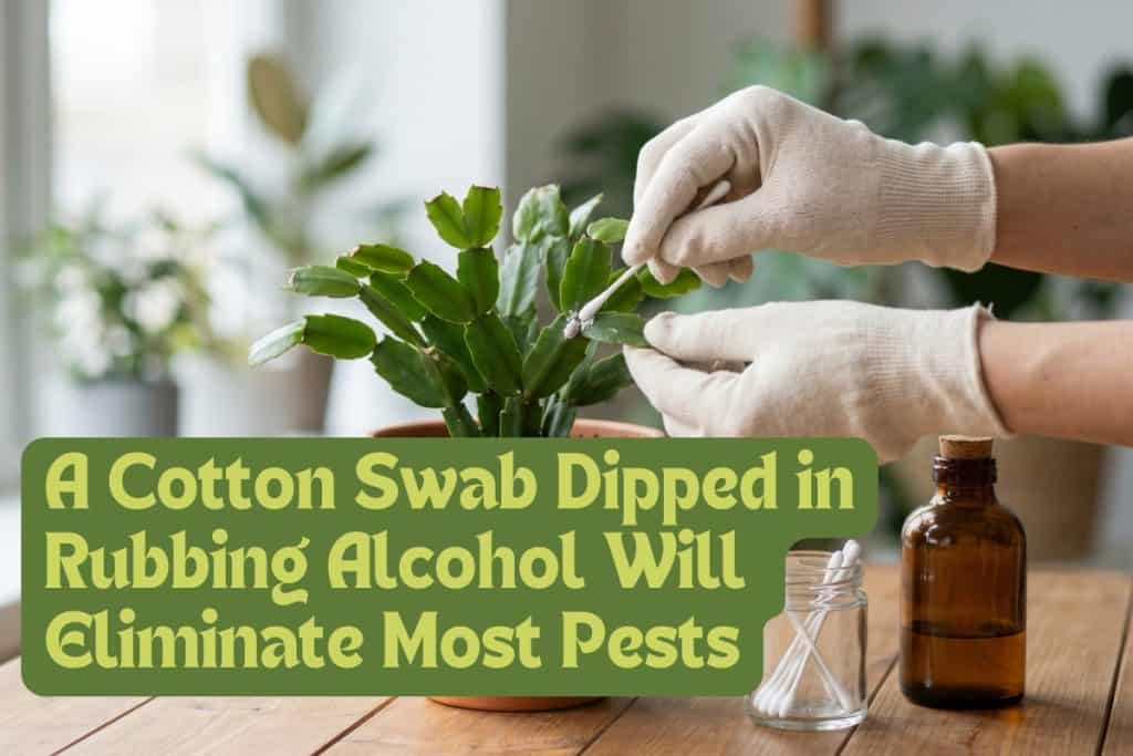 christmas cactus pests and diseases