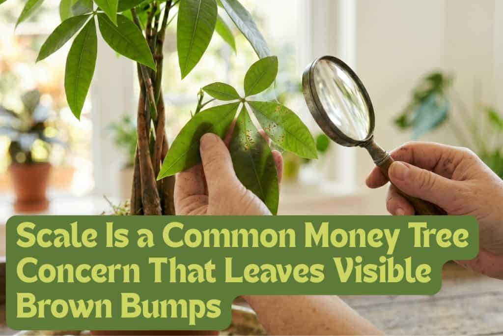 common money tree pests