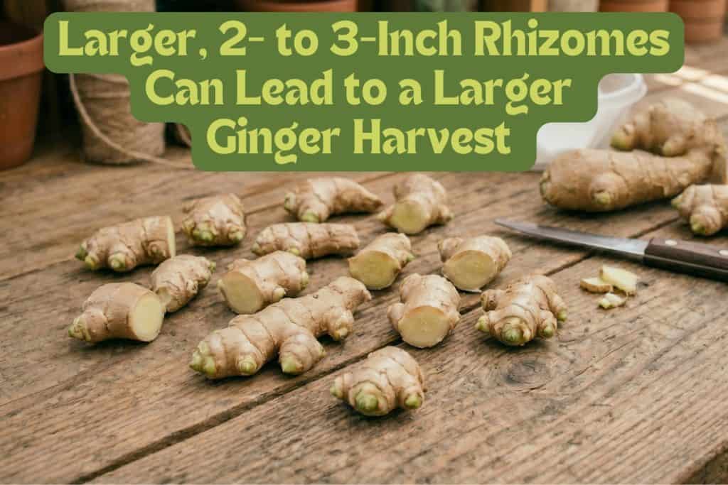 cutting ginger rhizomes