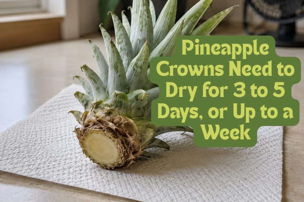 dry out pineapple crown