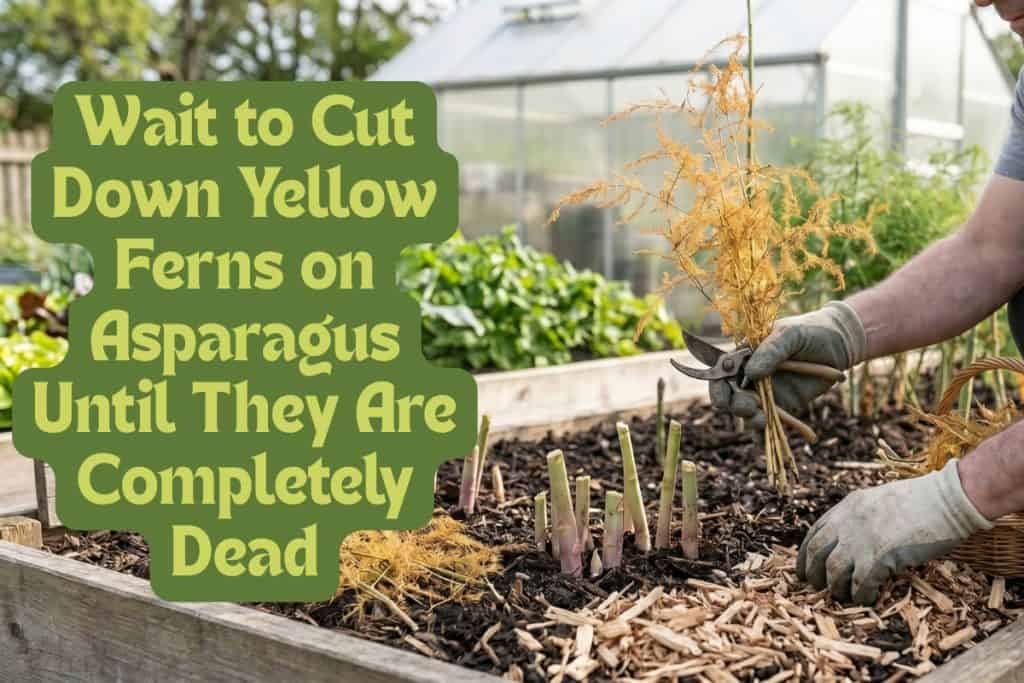 fall and winter asparagus care