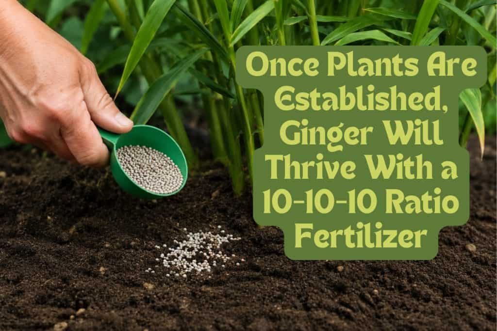 fertilizing ginger