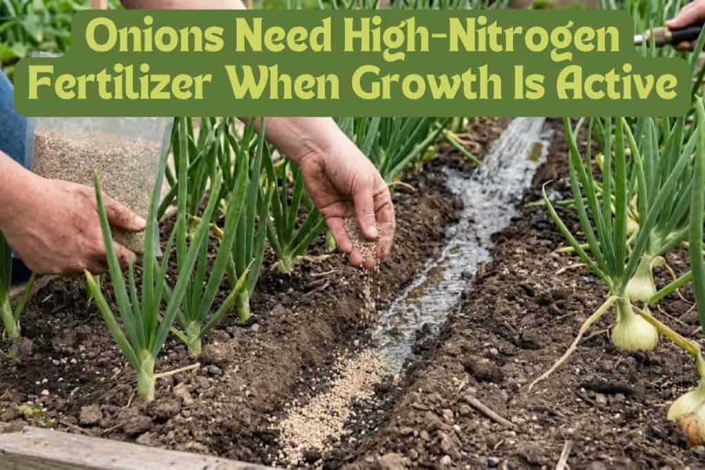 fertilizing onions