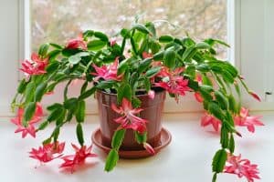 growing Christmas cactus
