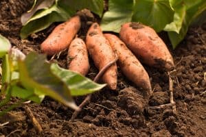 growing sweet potatoes