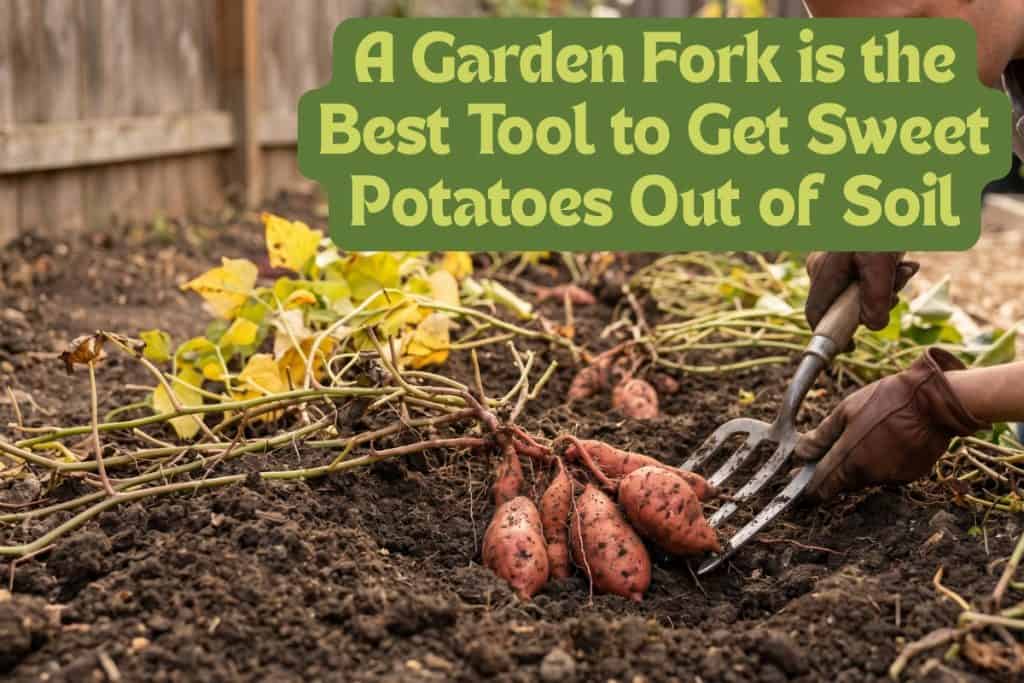 harvesting sweet potatoes