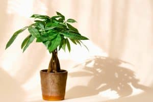 how to grow and propagate money trees