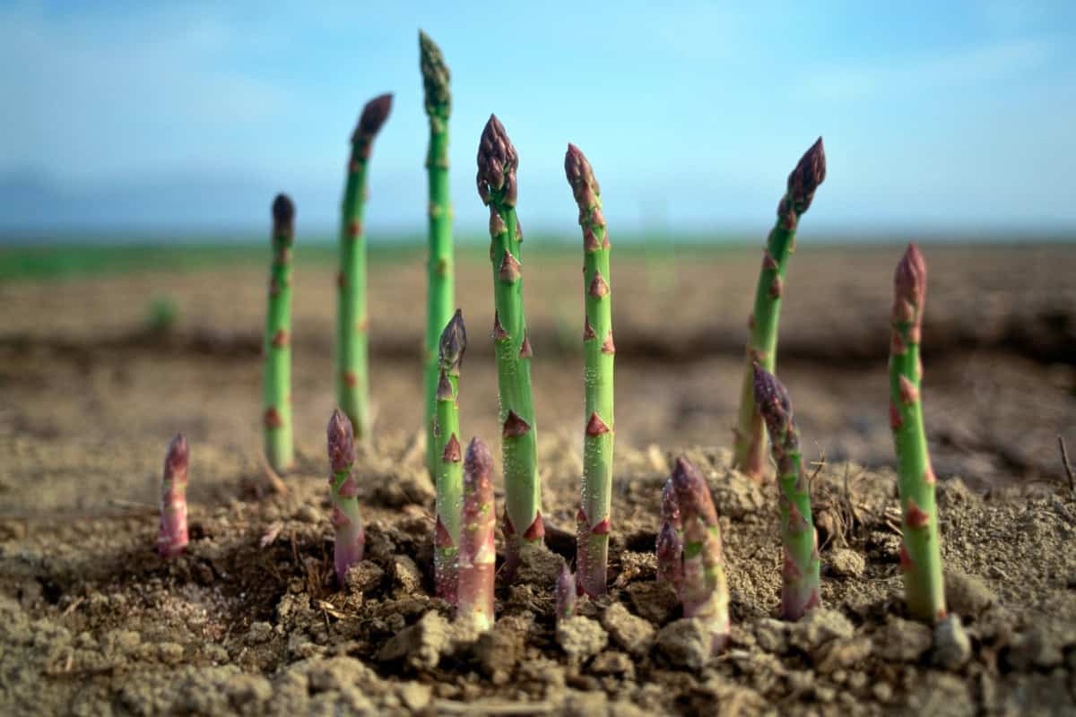 how to grow asparagus