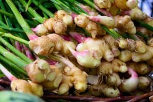 how to grow ginger