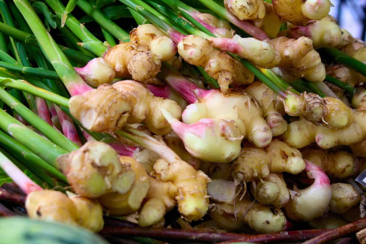 how to grow ginger