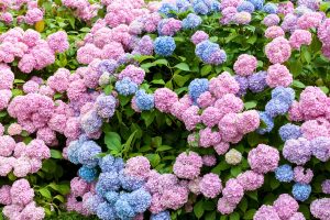 how to grow hydrangeas