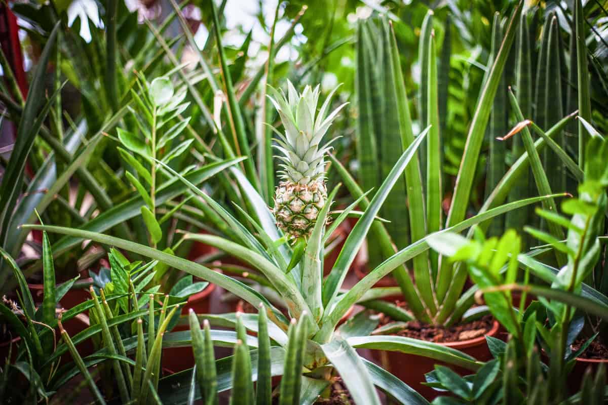 how to grow pineapple