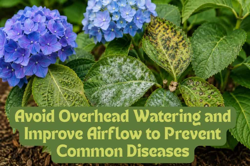 common hydrangea pests and diseases