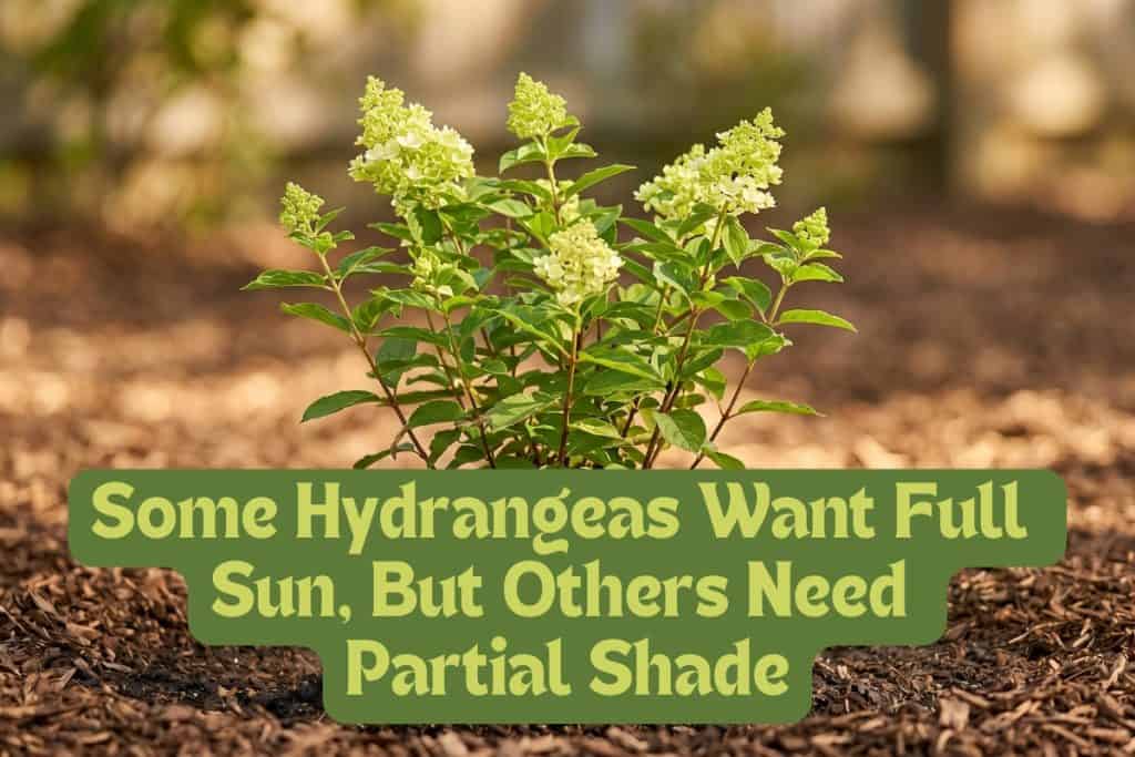light requirements for hydrangea