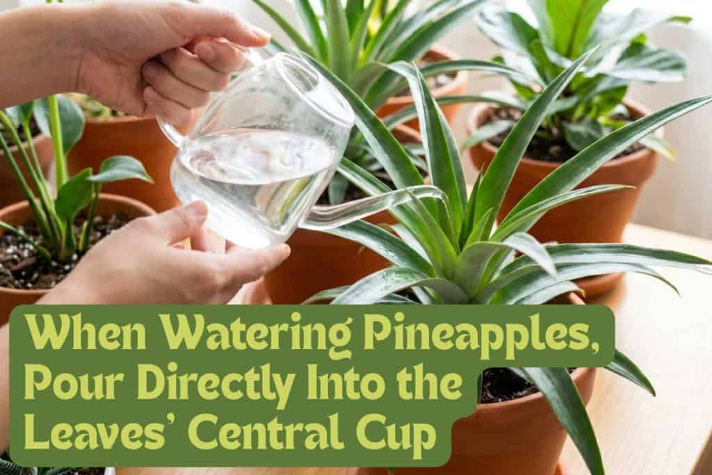 maintaining pineapple plant