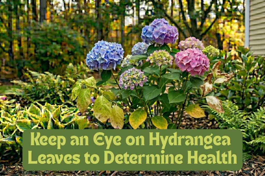 monitor hydrangeas
