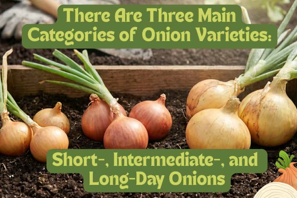 onion varieties