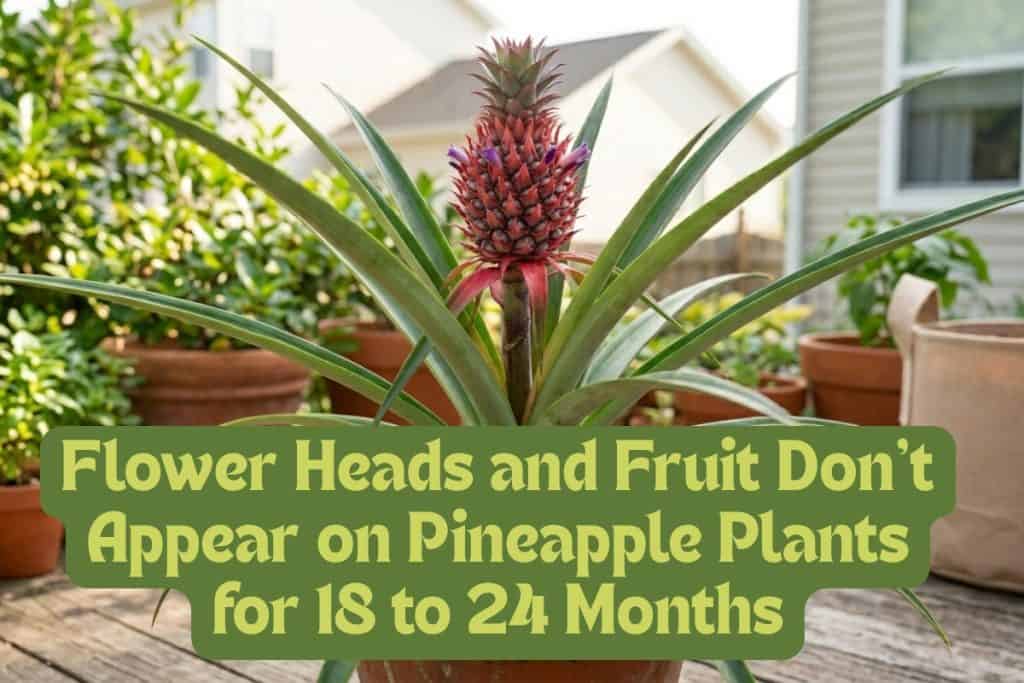 pineapple growing timeline