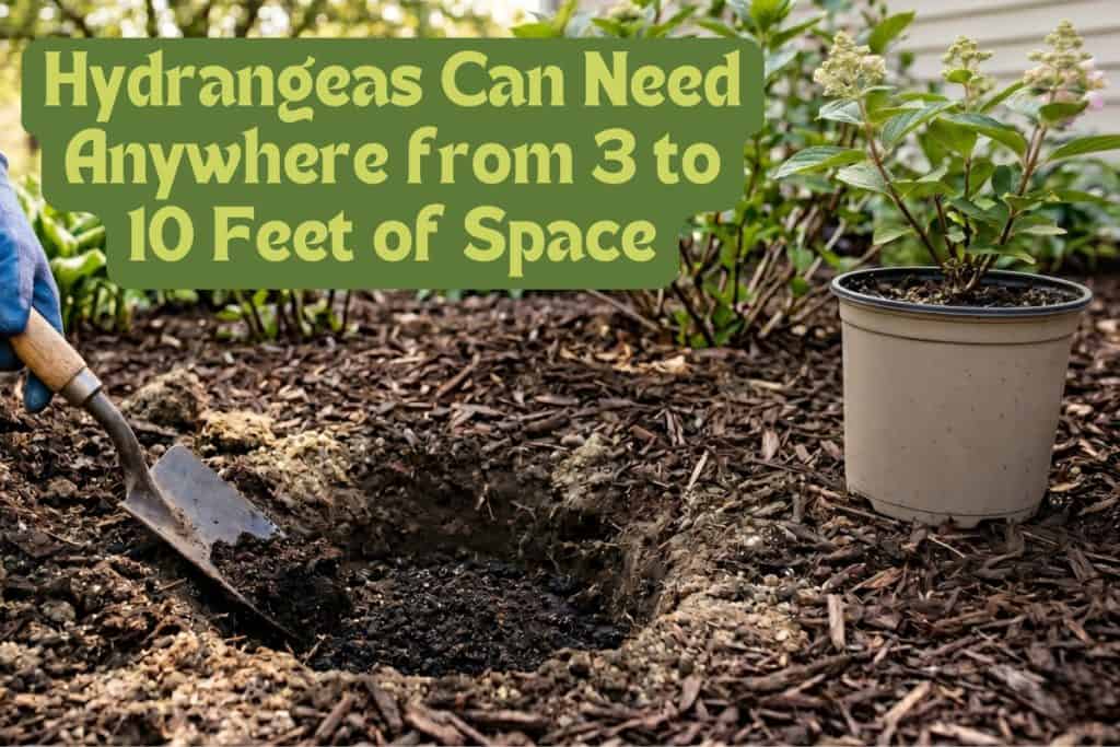 planting hydrangeas