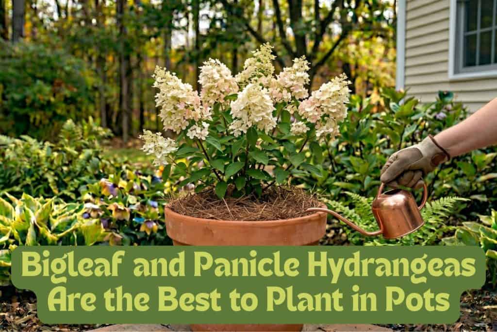 planting hydrangeas in containers