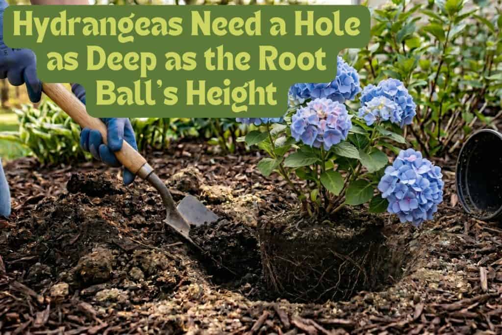 planting hydrangeas in ground
