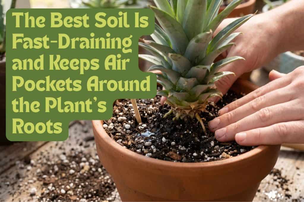 potting pineapple in soil