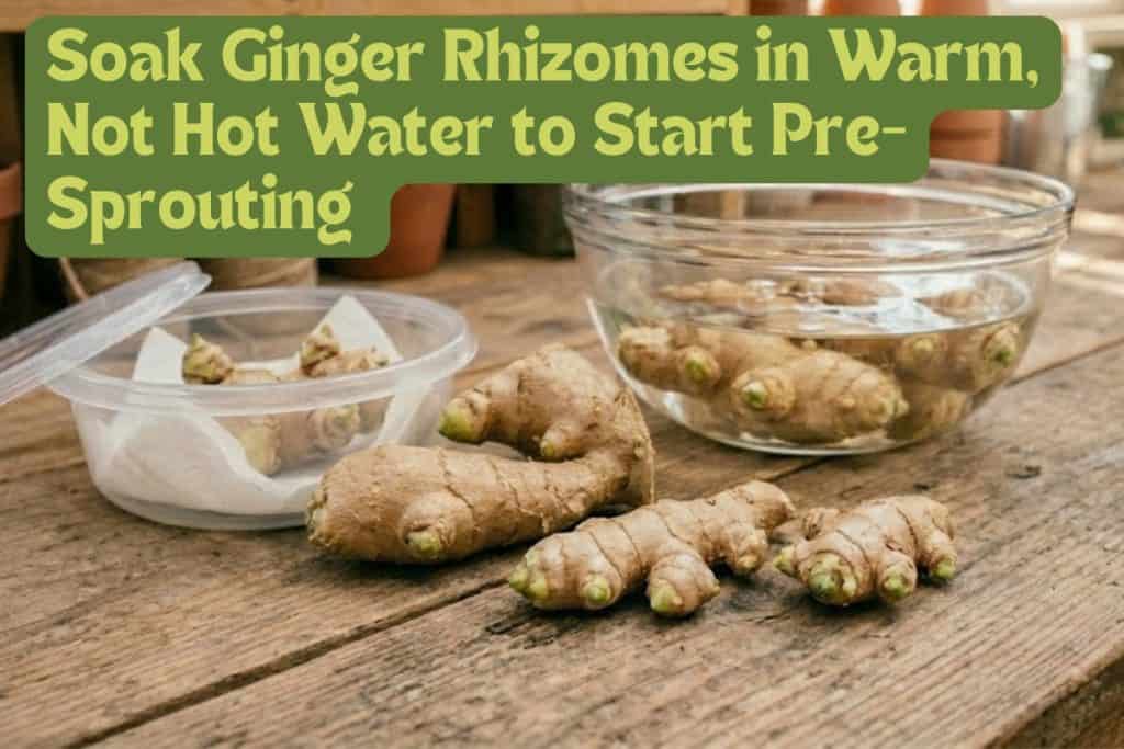 pre-sprouting ginger rhizomes
