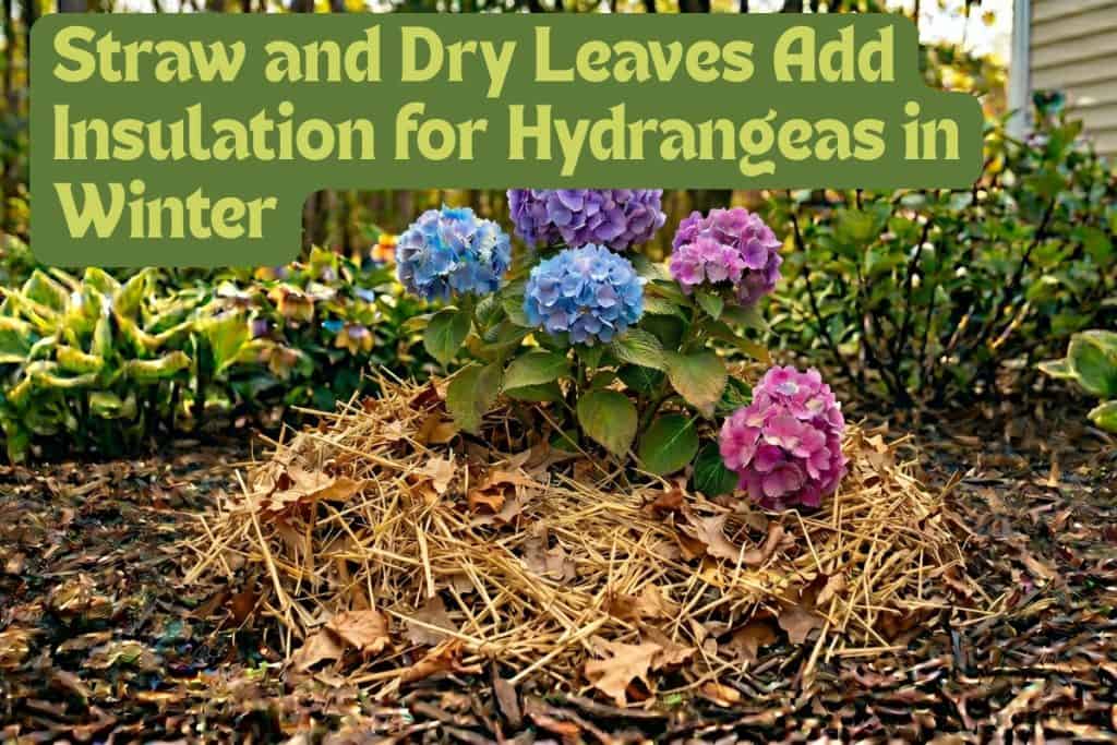 preparing hydrangeas for winter