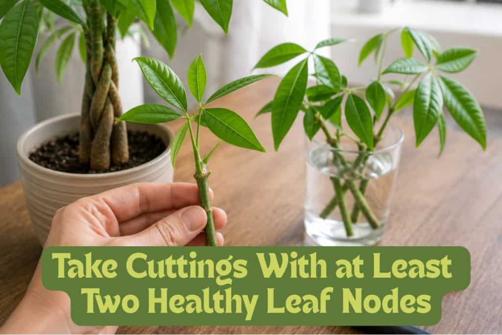 propagate money tree from cuttings