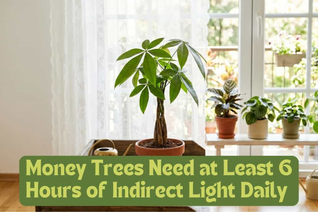 provide money tree light