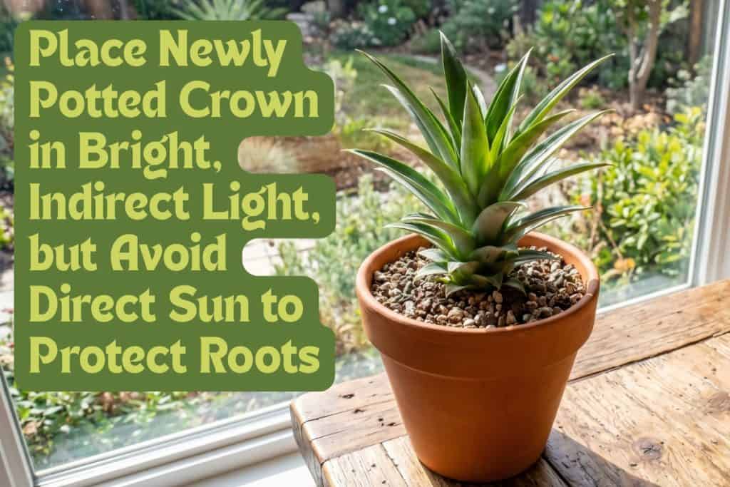 provide pineapple bright light