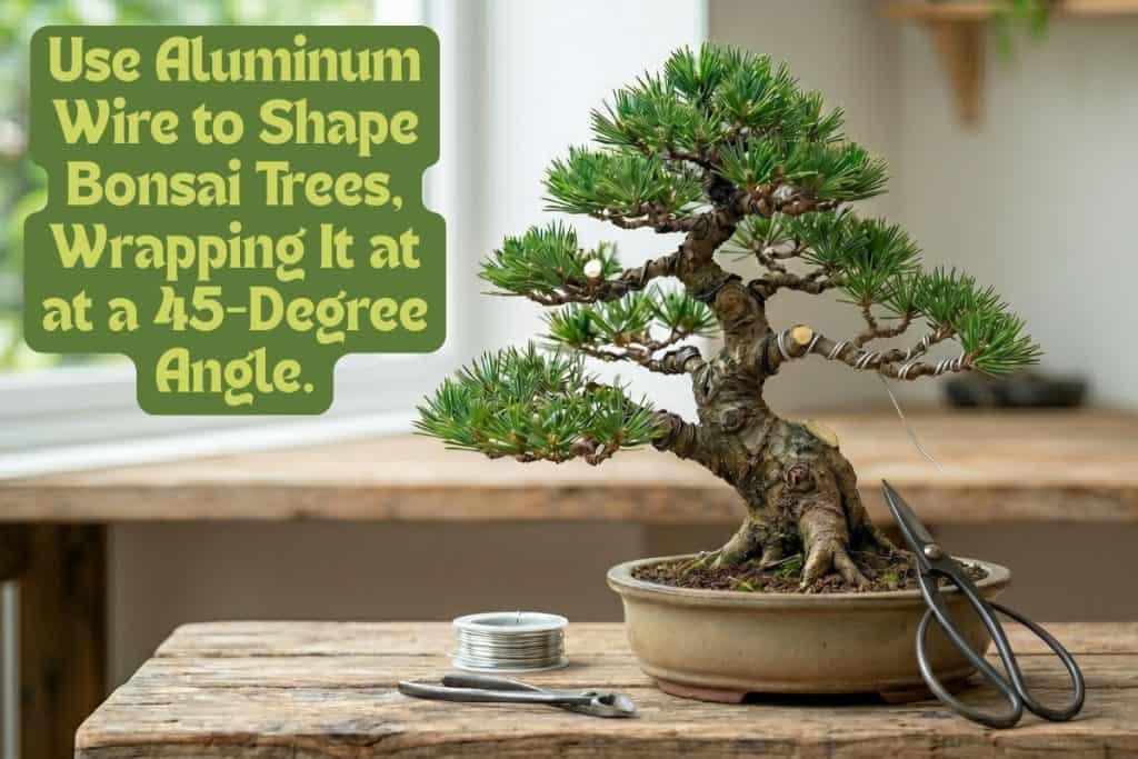 pruning and shaping a bonsai tree