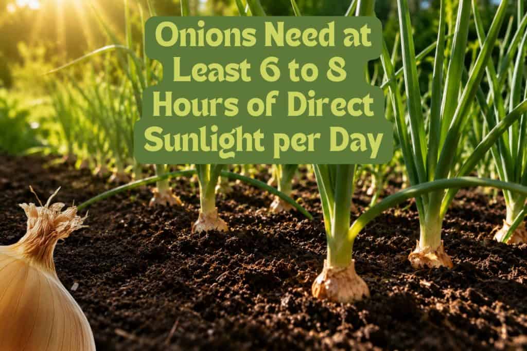 select onion planting site