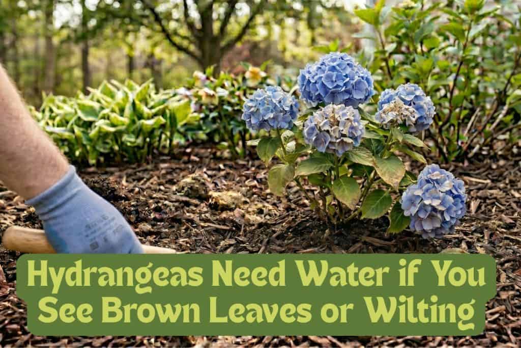 signs of over and under watering in hydrangeas