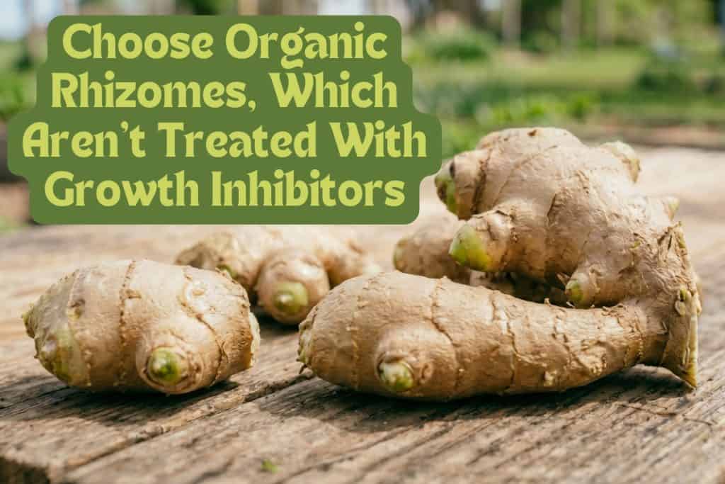 sourcing ginger rhizomes