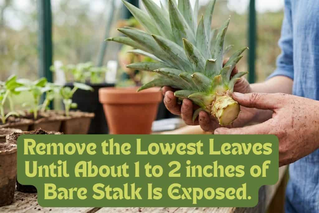 strip away lower pineapple crown leaves