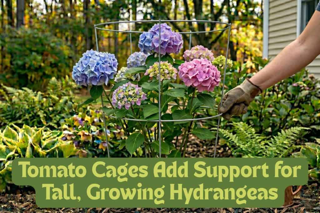 support hydrangeas