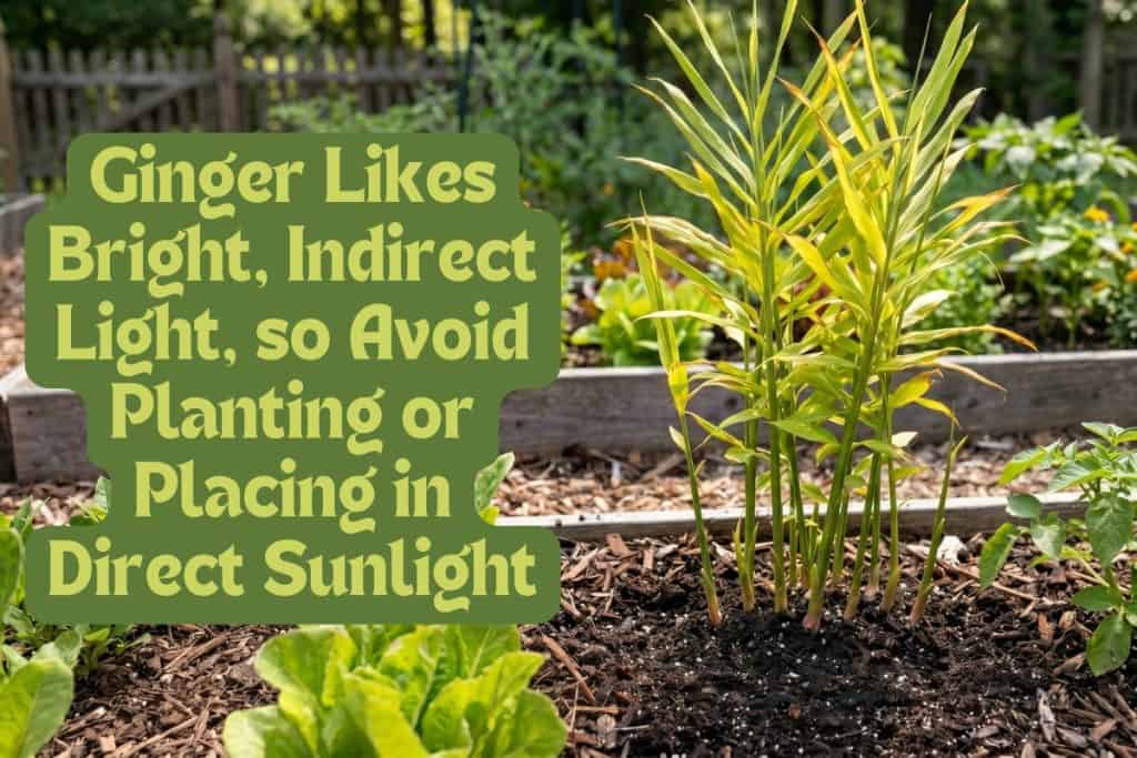the right amount of sun for ginger