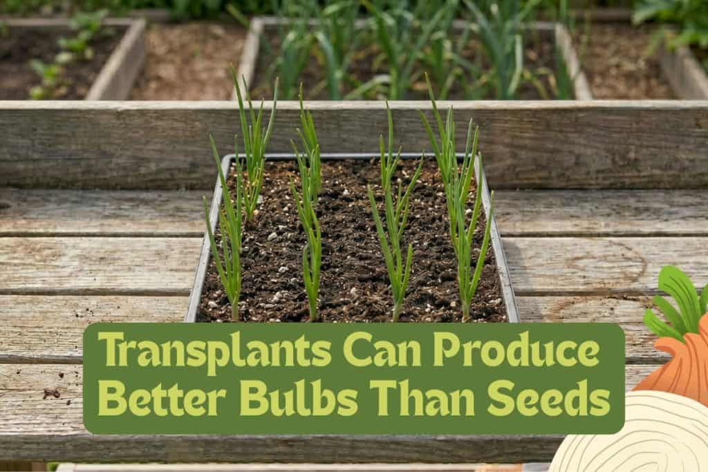 transplanting onions