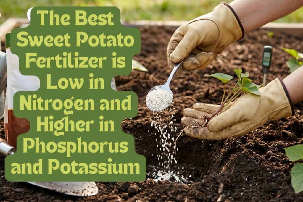 water and fertilize sweet potatoes