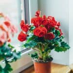 begonias