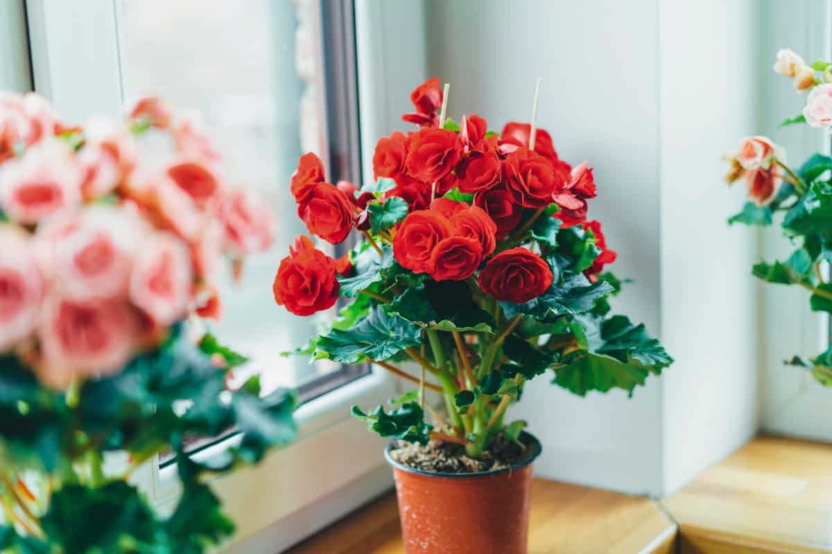 begonias