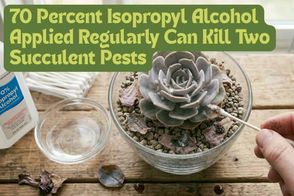 diseases and pests for succulents