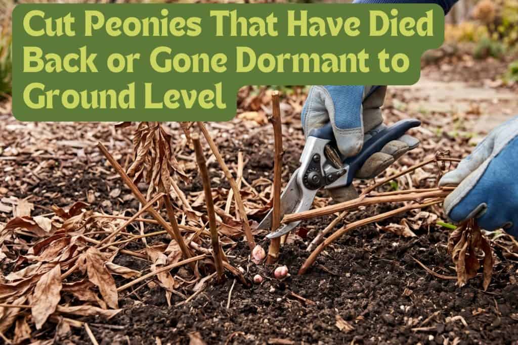 fall peony cleanup