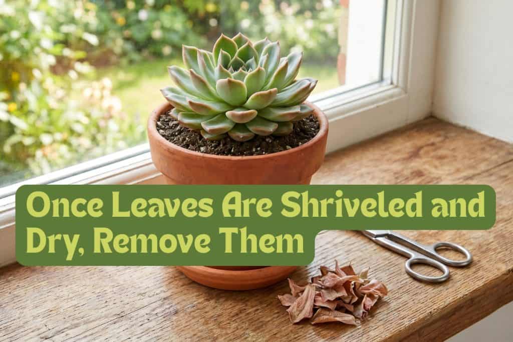 grooming succulents