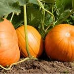 growing pumpkins