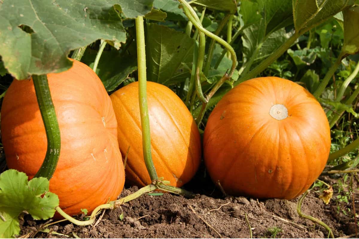 growing pumpkins
