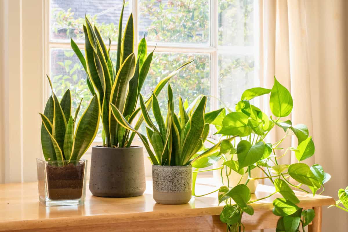 growing snake plants